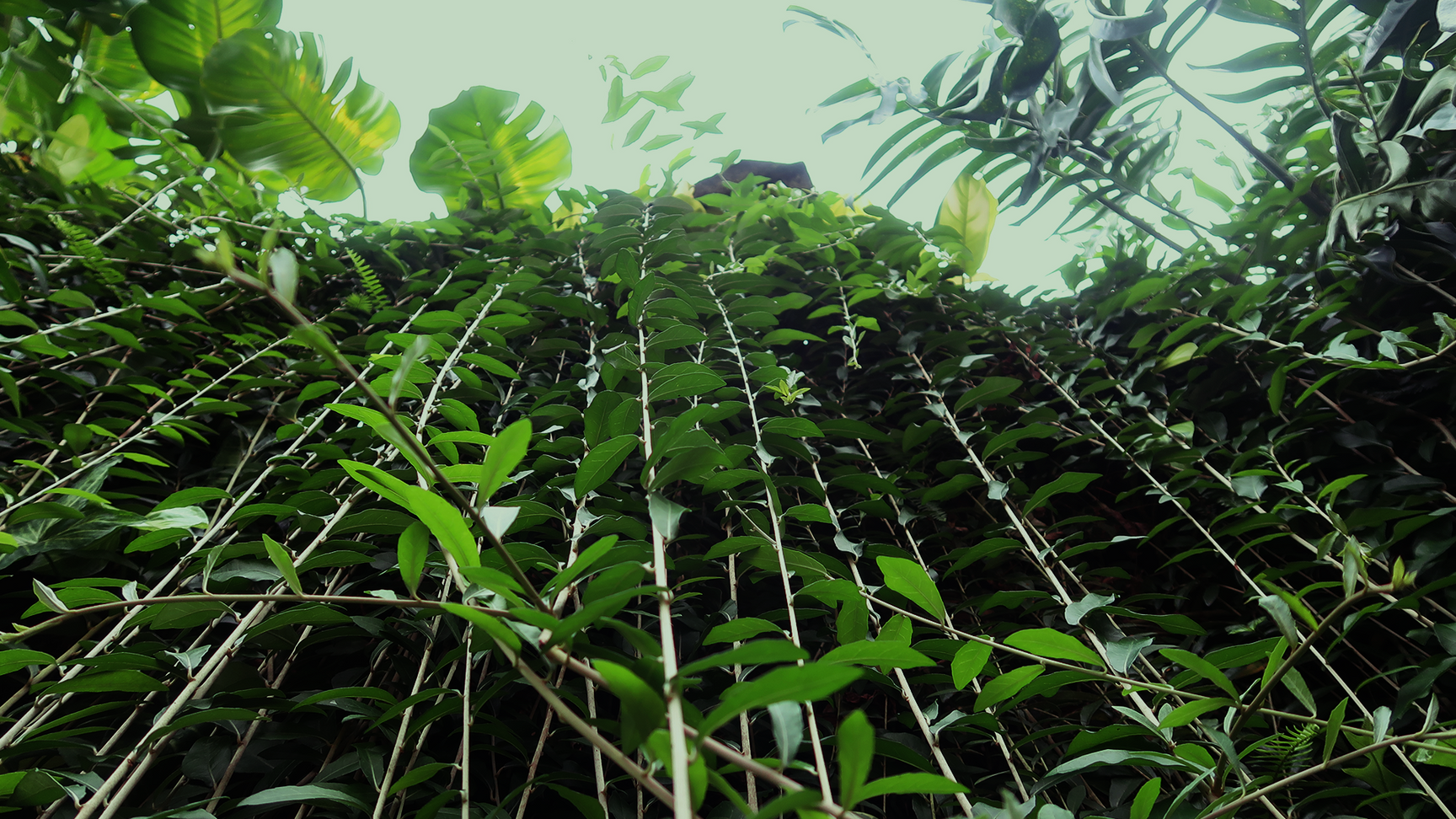green leaf tropical nature background